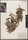 Foto von Salix woodii Seemen